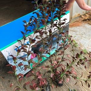 Artificial Aquariam Plants